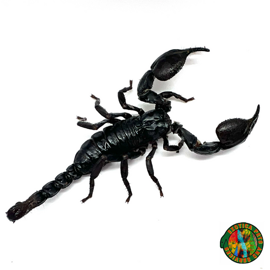 Adult Asian Forest Scorpion (Heterometrus Spinifer)