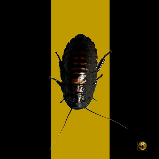 Flat Horn Hissing Cockroach (Aeluropoda insignis)