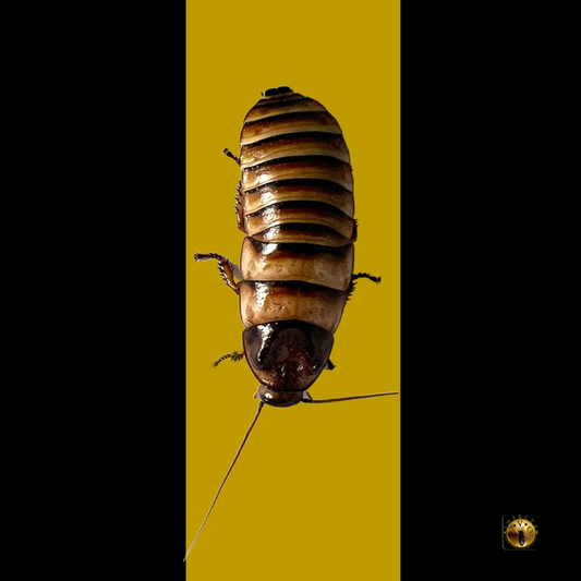 Halloween Hissing Cockroach (Elliptorhina javanica)