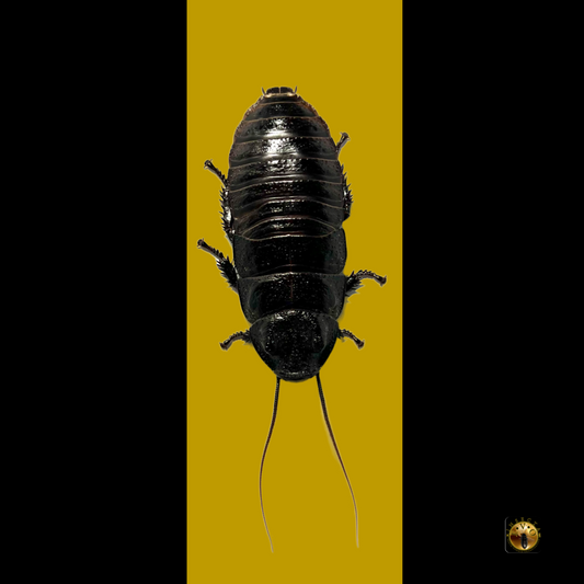 Wide Horn Hissing Cockroach (Gromphadorhina Oblongonota)